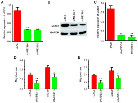 MEIS2 Promotes Cell Migration And Invasion In Colorectal Cancer