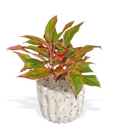 Red Aglaonema House Plant Delivered in Baton Rouge, LA - Billy Heroman's