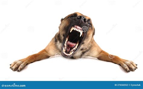 Bad Dog Stock Photo Image Of Barking Aggressive Mouth 27656552