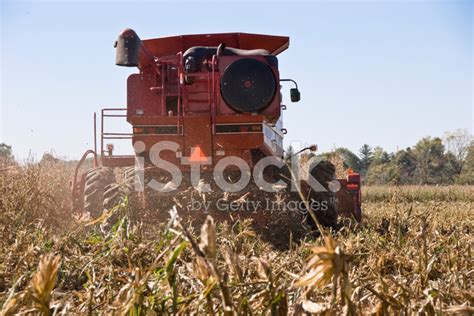 Corn Harvest Stock Photos - FreeImages.com