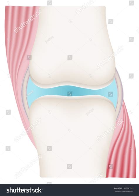 Synovial Joint Diagram Stock Vector (Royalty Free) 181638251 | Shutterstock