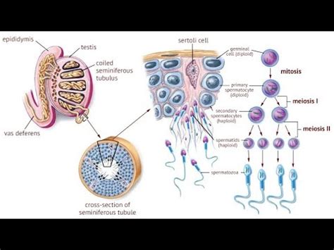 Class XII Foundation NEET Gametogenesis Part 2