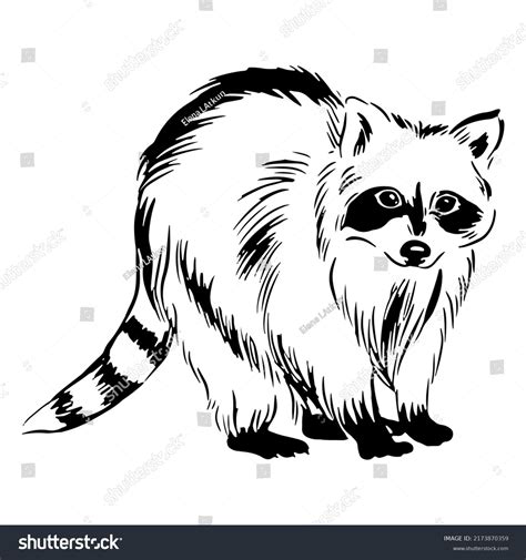 7,079 Raccoon Sketch Images, Stock Photos, 3D objects, & Vectors ...