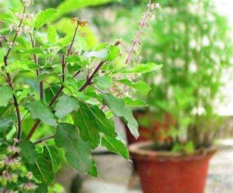 Tulsi Vivah के दिन तुलसी माता को ऐसे करें प्रसन्न जानें पूजा विधि शुभ