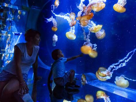 Verbaasd Over Het Reusachtige Aquarium Van Nausicaa Offici Le Site Van