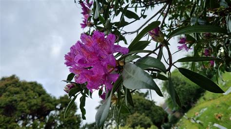 RHODODENDRON PONTICUM CONTROL - Environment Controls