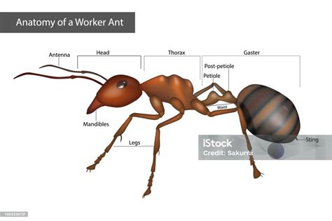 Anatomi Eksternal Dari Pekerja Semut Struktur Tubuh Ilustrasi Stok