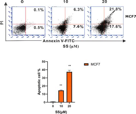 Flow Cytometry For Detection Of Apoptosis In The Mcf 7 Cells Treated Download Scientific