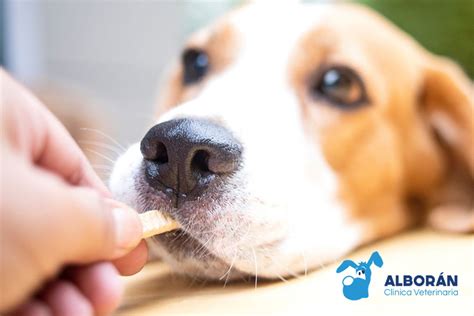 Cuanto Chocolate Puede Matar A Tu Perro