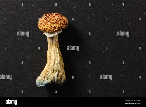 Psilocybin Pilz Fotos Und Bildmaterial In Hoher Aufl Sung Alamy