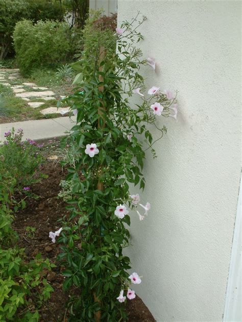 Pandorea Jasminoides