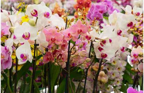 Orchidea Come Trovare Un Posto Giusto In Casa Per Farla Vivere A Lungo