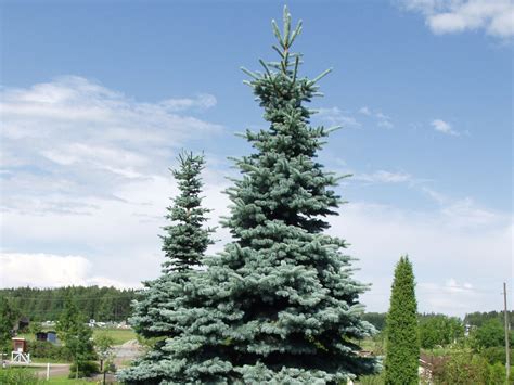 Picea Pungens Glauca Harviala Oy