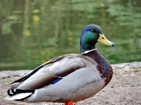 Free picture: duck, wildlife, feather, waterfowl, bird, duck bird, beak, wild