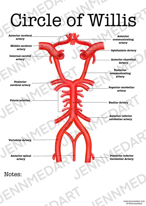 Circle Of Willis Anatomy Labeled