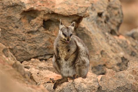 Black Flanked Rock Wallaby Petrogale Lateralis Yardie Cr Flickr