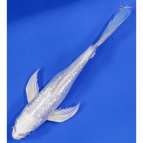 Imported Gin Rin Platinum Ogon Butterfly Koi Koi Fish For Sale