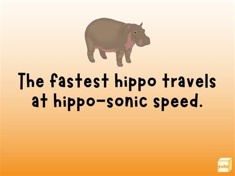 50 Hilarious Hippo Puns For Huge Laughs Box Of Puns