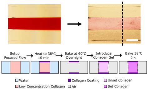 Micromachines Free Full Text Patterning Biological Gels For 3d Cell Culture Inside