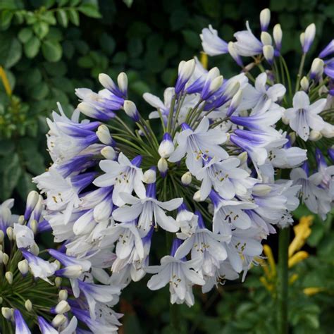 Schmuck Lilie Agapanthus Africanus Twister Lichtnelke Pflanzenversand