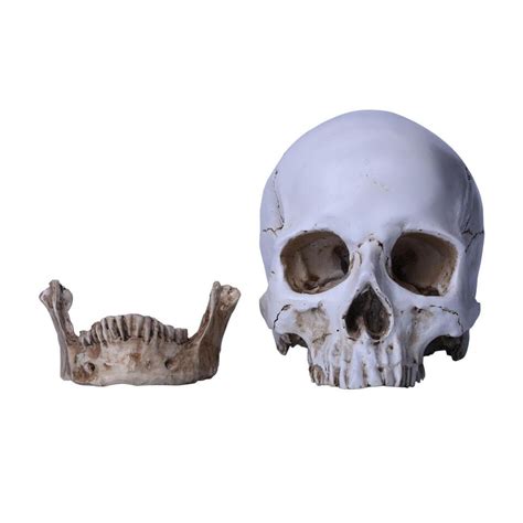 Lifesize Realistic Human Skull Replica Resin Model Anatomical Halloween