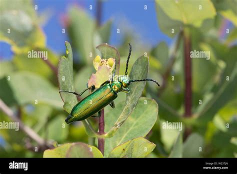 Spanische Fliege, Lytta vesicatoria, Cantharis vesicatoria, die ...