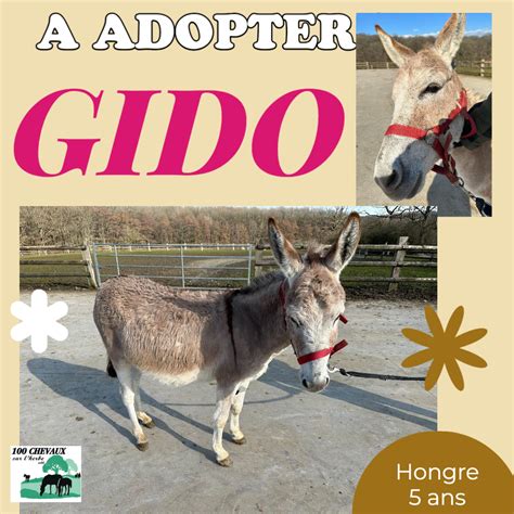 100 CHEVAUX SR LHERB on Twitter NOS ANES A ADOPTER Voici les ânes