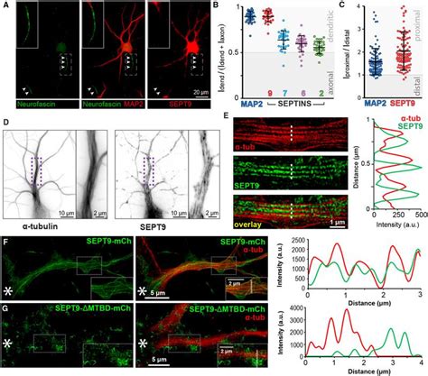 Div Hippocampal Neurons Millipore Bioz