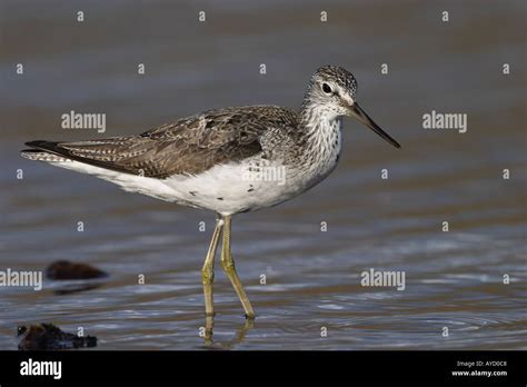 Common Greenshank, Tringa nebularia, in breeding plumage Stock Photo - Alamy