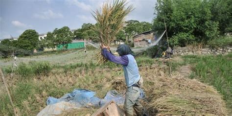 Musim Panen Di Subang Hasil Gabah Pada Lokasi Csa Naik 1 Ton Per