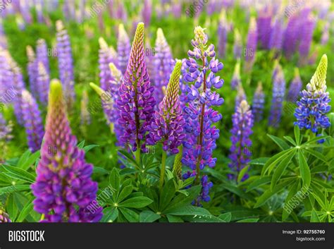 Lupin Flower, Garden Lupin, , Pink Image & Photo | Bigstock