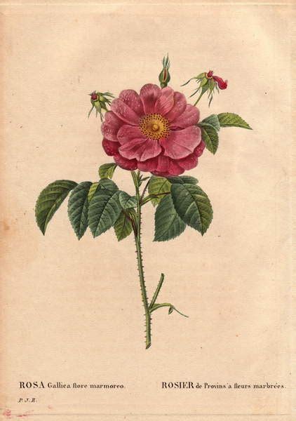 Rosa Gallica Flore Marmoreo