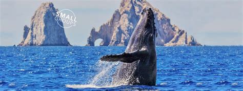 Mexico Whale Watching Best Time