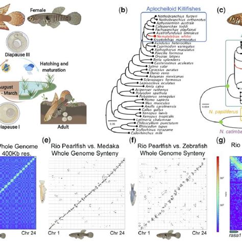 rio pearlfish evolution ecology development   genome structure