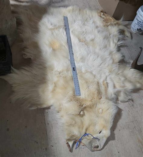 Polar Bear Pelt - 80 inches - Wide – Medieval Fur