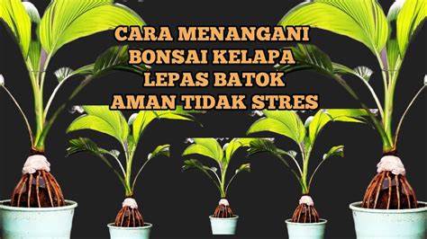 Cara Aman Penanganan Bonsai Kelapa Lepas Batok Youtube