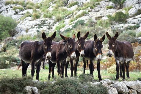 Ofrecen Empleo En Mallorca El Contrato Es Indefinido Incluye