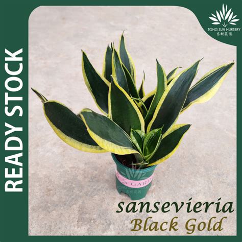 Tsn Sansevieria Black Gold Snake Plant Pokok Bunga Pokok