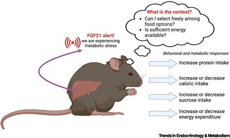 Context matters for addressing controversies in FGF21 biology: Trends ...