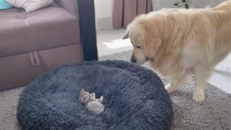 Katze Liegt In Seinem K Rbchen Reaktion Von Golden Retriever Ist Zum