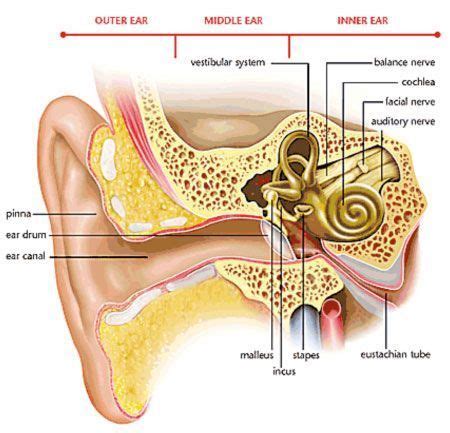 Image Result For Inner Ear Crystal Realignment