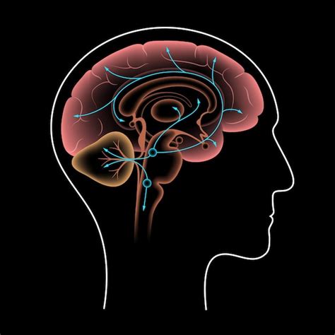 Vía de la serotonina en el cerebro humano neurotransmisor monoamínico