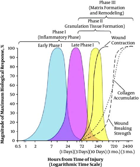 Wound Healing Timeline