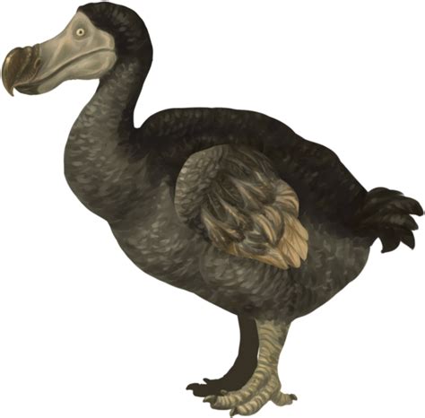 100 Dodo Png Images