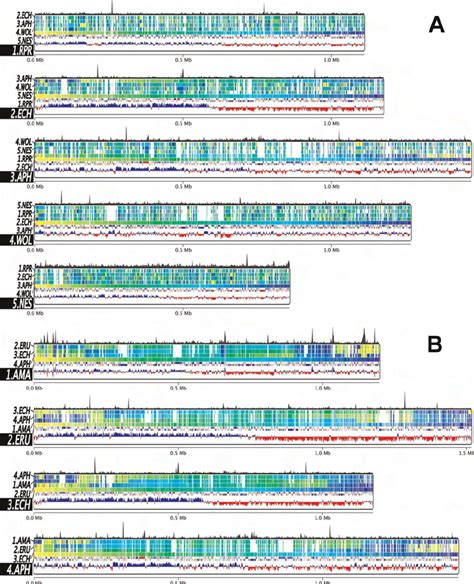 Synteny Of The Rickettsiales Regions Of Conserved Synteny Were