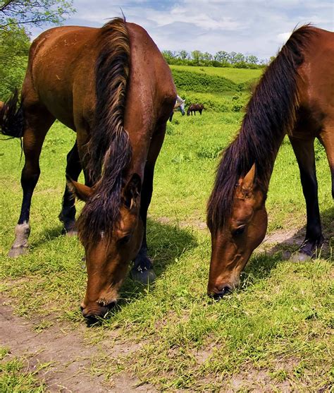 Horse Pasture Overseeding & Repair Seeds Mixture. GSS-EP4