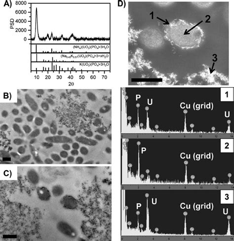 Analysis Of C Crescentus Collected During Growth In PYE Medium With U