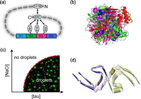 Tertiary And Assembly Structure Of Tau A Schematic Illustration Of The