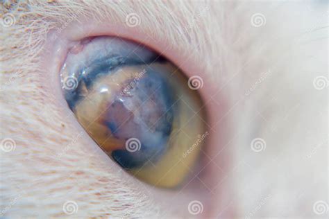 Adult Cat With Corneal Ulcer Stock Image Image Of Virus Lateral 133909847