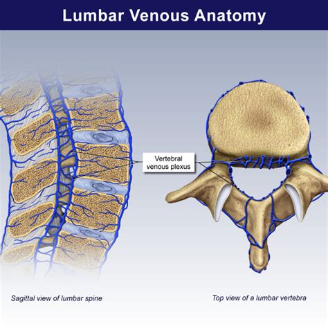 Ligaments And Anatomy Of The Cervical Vertebrae Trial Exhibits